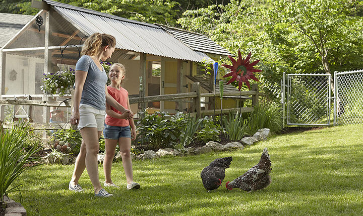 Chickens At Your Home 3