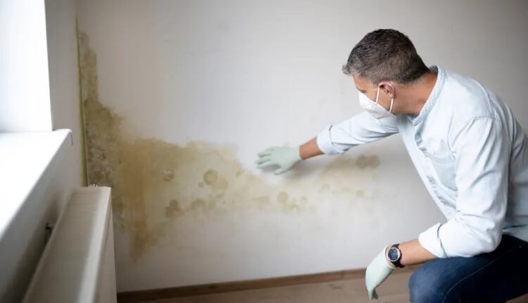 Remove Mold from Your Walls