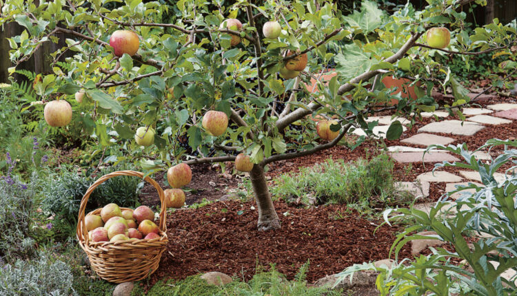 Fruit Trees in Creating a Sustainable Home Garden